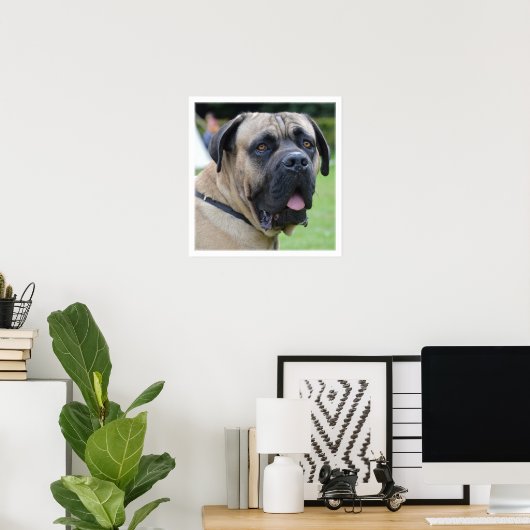 Poster Visage Bullmastiff (Bureau à domicile)