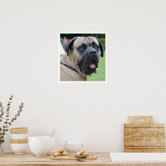 Poster Visage Bullmastiff (Cuisine)