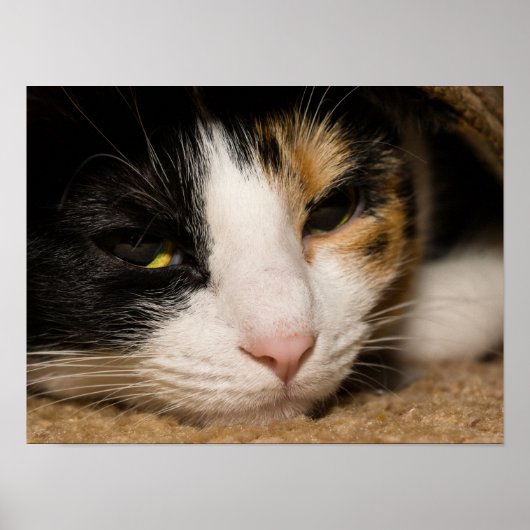 Poster Visage Calico (Devant)