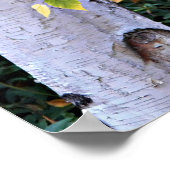 Poster Visage d'Arbre de bouleau Nature (Coin)