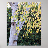Poster Visage d'Arbre de bouleau Nature (Devant)