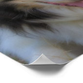 Poster Visage de Border Collie tricolore (Coin)
