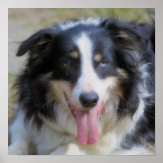 Poster Visage de Border Collie tricolore (Devant)