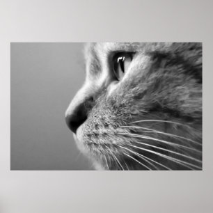 Poster visage de chat mignon