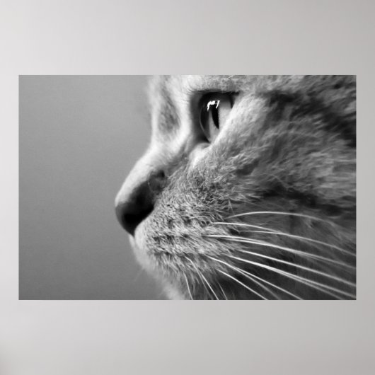 Poster visage de chat mignon (Devant)