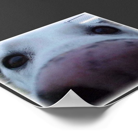 Poster Visage de chien (Coin)