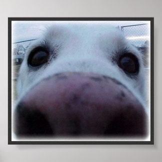 Poster Visage de chien