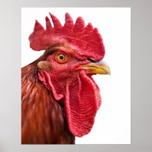 Poster Visage de coq
