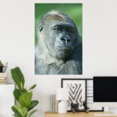 Poster Visage de Gorilla (Bureau à domicile)