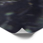 Poster Visage de la langouste (Coin)