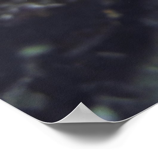 Poster Visage de la langouste (Coin)