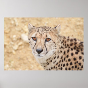 Poster Visage de la nature sauvage : regard intense du gu