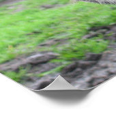 Poster Visage de porc (Coin)