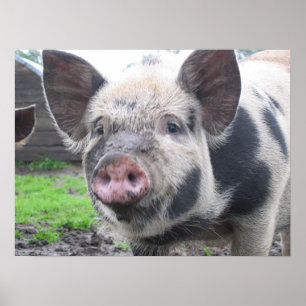 Poster Visage de porc