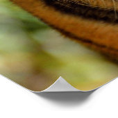 Poster Visage de tigre (Coin)