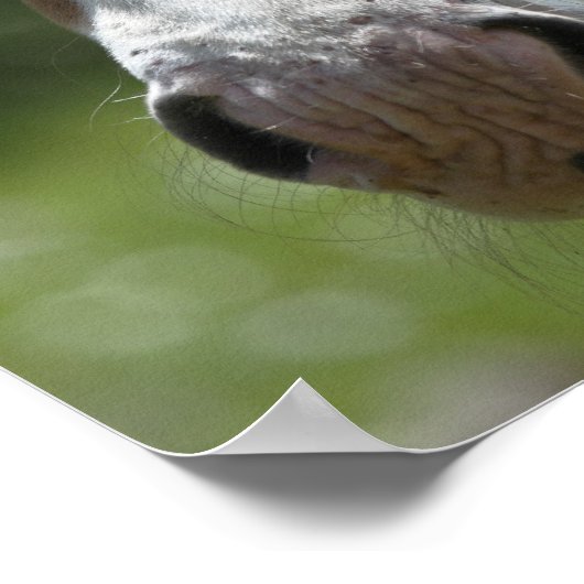 Poster visage du poulain (Coin)