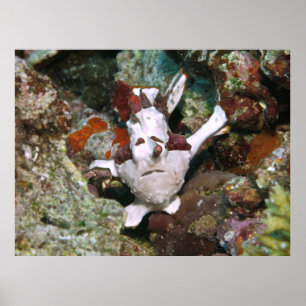 Poster Visage d'un poisson-porteuse