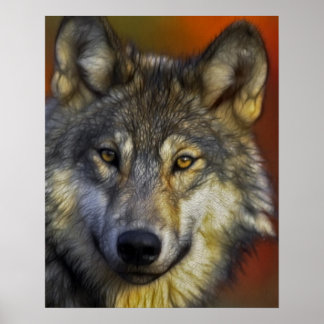 Poster Visage d'une photo de loup