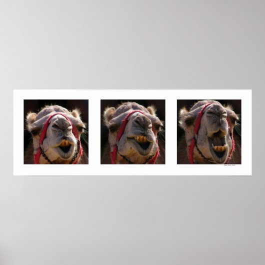 Poster Visages de chameau (Devant)