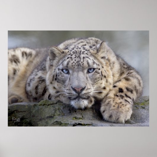 Poster Vishnu Snow Leopard Print (Devant)