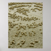 Poster Visions sur la plage Imprimer (Devant)