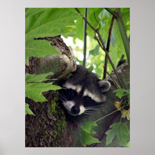 Poster Visiteur (Devant)