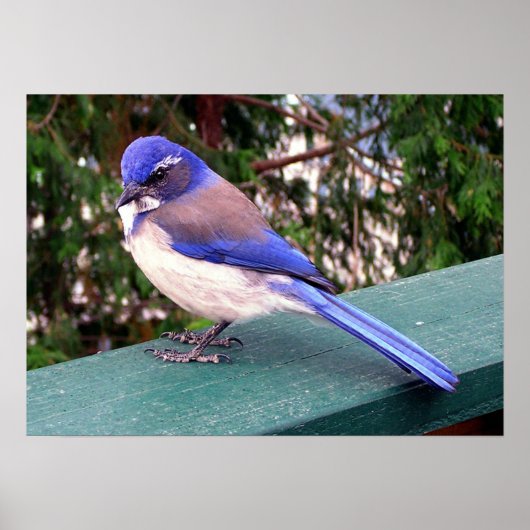 Poster Visiteur de pont (Devant)