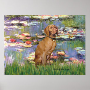 Poster Viszla 2 - Vizsa