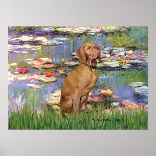 Poster Viszla 2 - Vizsla (Devant)