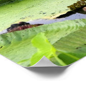 Poster Vitoria Regis, nénuphars géants en Amazonie (Coin)