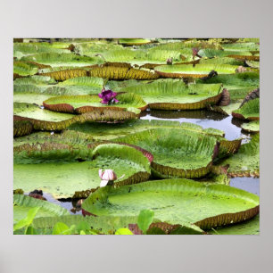 Poster Vitoria Regis, nénuphars géants en Amazonie
