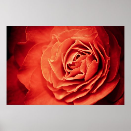 Poster vivant rose (Devant)