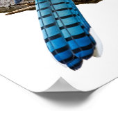 Poster Vivid Blue Jay (Coin)