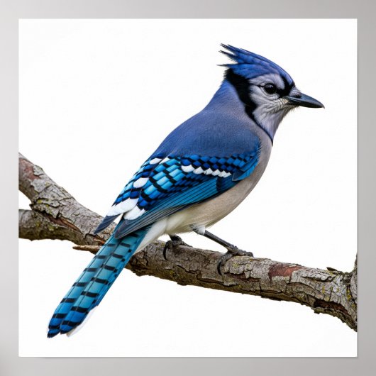 Poster Vivid Blue Jay (Devant)
