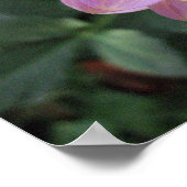 Poster Vivid Lavender Creme Dahlia (Coin)