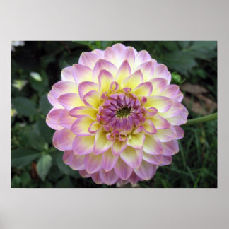 Poster Vivid Lavender Creme Dahlia