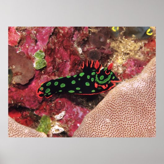 Poster Vivid Nudi (Devant)