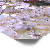 Poster Vivid Nudibranche (Coin)