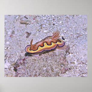 Poster Vivid Nudibranche