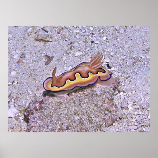 Poster Vivid Nudibranche (Devant)