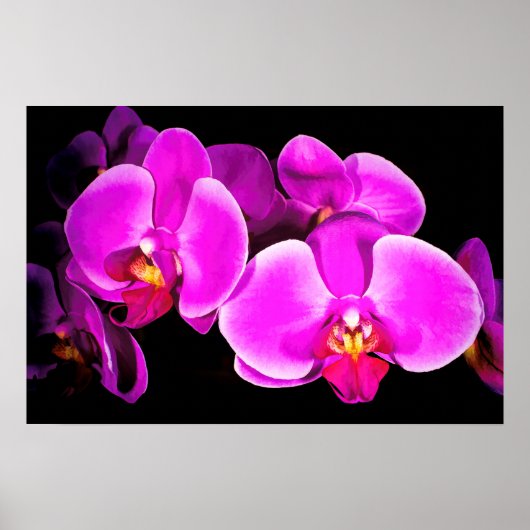 Poster Vivid Orchid (Devant)