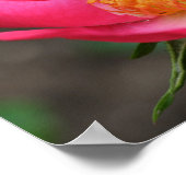 Poster Vivid rose roses miroir Abstrait (Coin)