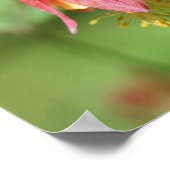 Poster Vivid Rouge Fleur de Columbine sauvage (Coin)