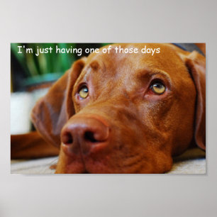 Poster Vizsla - avoir juste un de ces jours
