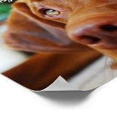 Poster Vizsla - Juste avoir un de ces jours (Coin)