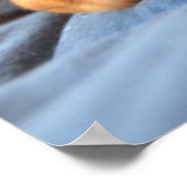Poster Vizslay Puppy Resting On Its Paw (Coin)