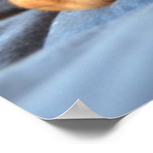 Poster Vizslay Puppy Resting On Its Paw (Coin)