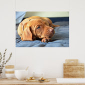 Poster Vizslay Puppy Resting On Its Paw (Cuisine)