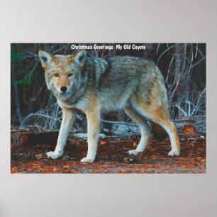 Poster Vœux de Noël Mon Vieux Coyote