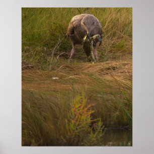 Poster Vogel vangt krab